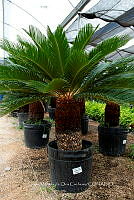 IMDOC 5944 Cycas revoluta.jpg