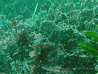 RRR0105 Amplisiphonia pacifica.JPG