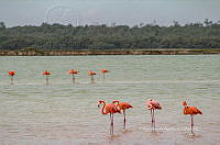 FBA0933 Phoenicopterus ruber.jpg