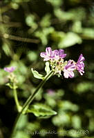 078 Mirabilis viscosa.jpg