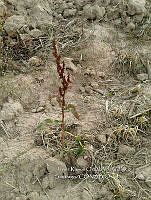 RG001 0456 otro.jpg