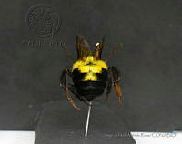 JAMR076 Bombus wilmattae.jpg