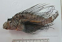 HE009 P 1554 Pez león asiático.JPG