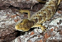 ECA0233 Gerrhonotus liocephalus.jpg