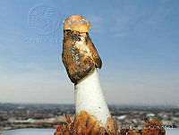 TR001 Phallus ravenelii.jpg