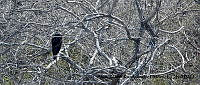 AAKVDH 0288 Buteogallus anthracinus.JPG