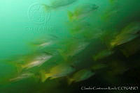 CCK0054 Lutjanus argentiventris.jpg
