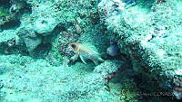 JAJ0531 Holocentrus rufus.jpg