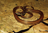 JLAL0074 Rhadinaea decorata.jpg