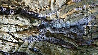 LCF0213 Ascomycota.jpg