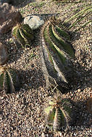RAA0729 Astrophytum ornatum.jpg