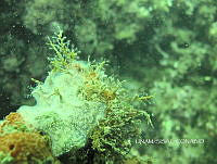 NE018 0396 Haleciidae.jpg