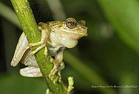 MASM08067 Plectrohyla matudai.jpg