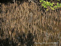 AIV006 Crocodylus moreletii.JPG