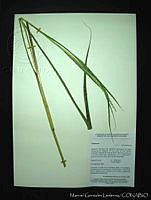 MGL-FZ011-0332 Tripsacum dactyloides var. hispidum.jpg