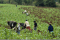 Zea mays_6929.jpg