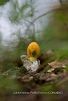ZAPF 0763 Amanita subjunquillea.jpg