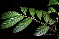 Ayotox 0426 Guarea glabra subsp. tuerckheimii.jpg