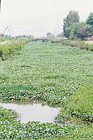 AVM002 Eichornia crassipes.jpg