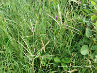 MRG-2017-844 Bothriochloa springfieldii (MRG-12oct17-a).JPG