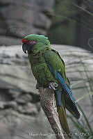 MASM06319 Ara ambiguus.jpg