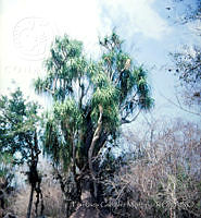 FGM3807 Beaucarnea recurvata.JPG