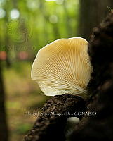 ESAI 0001 Pleurotus.jpg