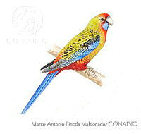 MAPM1134 Platycercus elegans.jpg