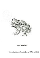 MARL0117 Bufo marmoreus.jpg
