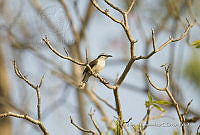 MGaves 3220 Campylorhynchus chiapensis.jpg