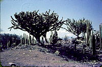 3172 Myrtillocactus geometrizans.jpg