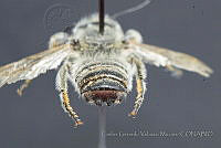 CGVM1202 Megachile parallela.jpg