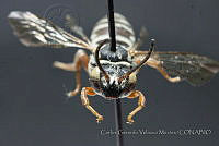 CGVM1243 Triepeolus norae.jpg