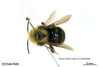 ME006 Abejas 0072 Bombus nigrodorsalis Franklin 1913.jpg