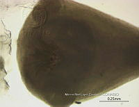 NE002 0185 Glossocercus auritus.jpg