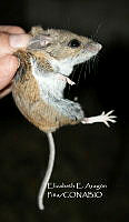 IE003 0102 Peromyscus truei.jpg