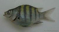 FVC0006 Abudefduf saxatilis.tif