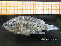 HE009 P 0379 Pargo Canchix.jpg