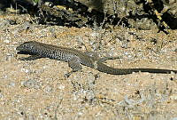 VHL0401 Aspidoscelis tigris.jpg