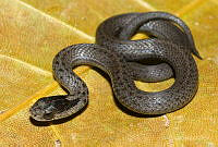 VHL0519 Storeria storerioides.jpg