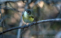 MGaves 2803 Vireo bellii.jpg