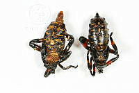 MASM07326 Pentatomidae.jpg