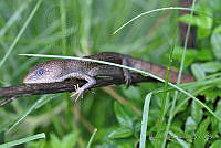 DAB04 Gerrhonotus ophiurus.JPG