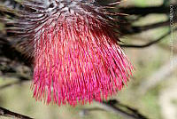 ADG0125 Cirsium sp..JPG