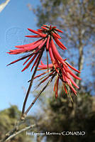 proy JF091 0187 Erythrina americana.JPG