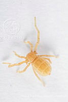 MASM07943 Pseudocellus sp..jpg