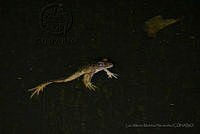 LAMH057 Lithobates brownorum.jpg