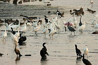 HJ6- 1035 Egretta thula, Anas discors, Nannopterum brasilianum, Platalea.jpg