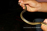 JCC0318 Coniophanes piceivittis.JPG