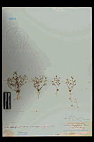 101103 Nemacladus longiflorus breviflorus.jpg
